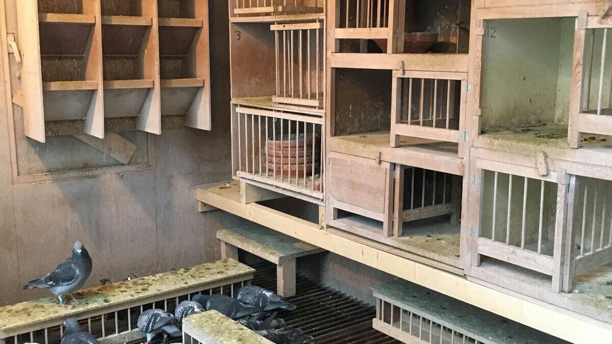 The “Pigeon Mafia” Avian Crime Wave: High-Stakes True Crime Hits the Lofts